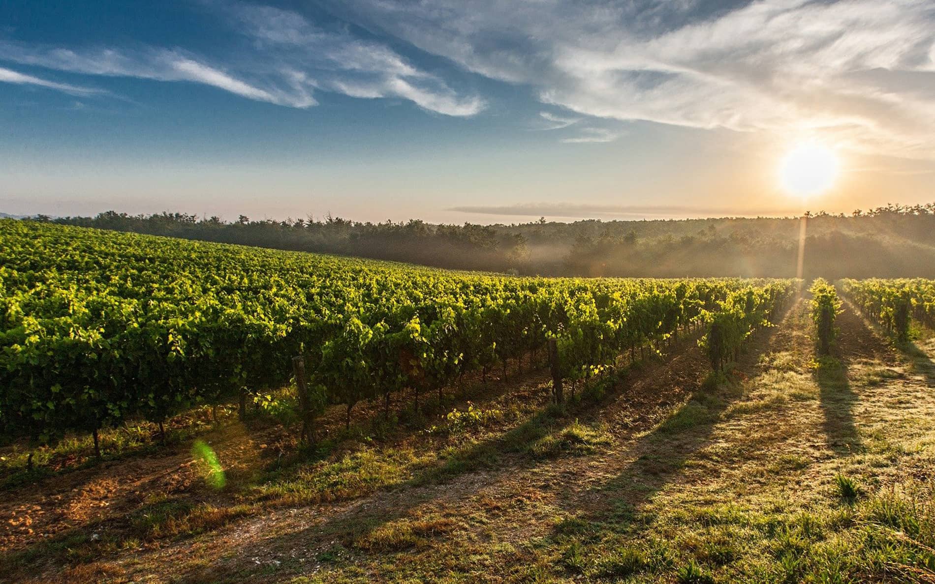 Vinhos Verdes
